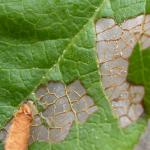 Coleophora vacciniella - Grote bosbeskokermot