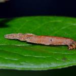 Coleophora vacciniella - Grote bosbeskokermot