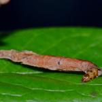 Coleophora vacciniella - Grote bosbeskokermot