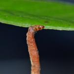 Coleophora vacciniella - Grote bosbeskokermot