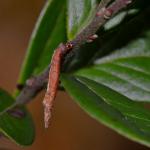 Coleophora vacciniella - Grote bosbeskokermot