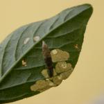 Coleophora versurella - Bleekgestreepte meldekokermot