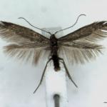 Coleophora vacciniella - Grote bosbeskokermot