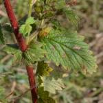 Coptotriche heinemanni op Agrimonia eupatoria (gewone agrimoni) - Torgny ~ Luxemburg 14-09-2019 ©Steve Wullaert