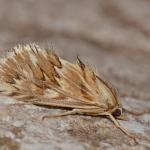 Cynaeda dentalis - Koersel ~ De Vallei van de Zwarte Beek (Limburg) 29-07-2017 ©Steve Wullaert