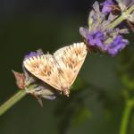 Cynaeda dentalis - Trooz ~ La Rochette (Luik) 16-06-2018 ©Steve Wullaert