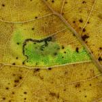 Stigmella trimaculella - Populierenmineermot