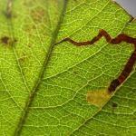 Stigmella oxyacanthella - Boogjesmineermot