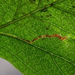 Stigmella oxyacanthella - Boogjesmineermot