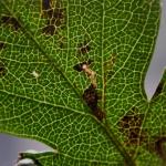 Bucculatrix bechsteinella - Meidoornooglapmot