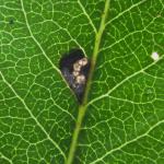 Bucculatrix bechsteinella - Meidoornooglapmot