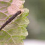 Coleophora albitarsella - Zwarte weidekokermot