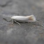 Elachista argentella - Witte grasmineermot