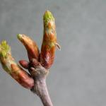 Coleophora lutipennella - Gewone eikenkokermot