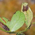 Phyllonorycter junoniella - Vossenbesvouwmot