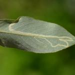 Phyllocnistis valentinensis - Geel-slakkenspoormot