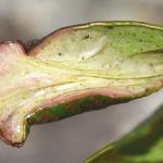 Phyllonorycter junoniella - Vossenbesvouwmot