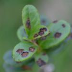 Coleophora vacciniella - Grote bosbeskokermot