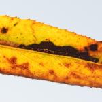 Stigmella nivenburgensis - Smalle wilgenmineermot