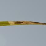 Elachista luticomella - Geelkopgrasmineermot