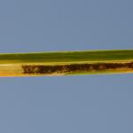 Elachista cinereopunctella - Grijze zeggemineermot