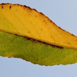 Stigmella nivenburgensis - Smalle wilgenmineermot