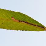 Stigmella nivenburgensis - Smalle wilgenmineermot