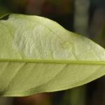 Phyllocnistis citrella - Citrusmineermot