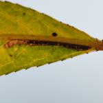 Stigmella nivenburgensis - Smalle wilgenmineermot