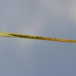 Elachista humilis - Grijze grasmineermot