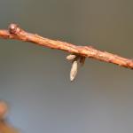 Coleophora laricella - Larikskokermot