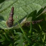 Coleophora lineola - Andoornkokermot