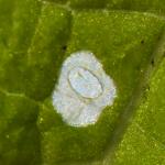 Coleophora lineola - Andoornkokermot
