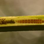 Elachista cinereopunctella - Grijze zeggemineermot