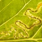 Stigmella freyella - Windemineermot