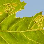 Stigmella freyella - Windemineermot