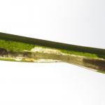 Elachista occidentalis - Vingerzeggemineermot