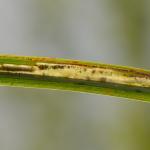 Elachista occidentalis - Vingerzeggemineermot