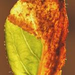 Yponomeuta malinellus - Appelstippelmot