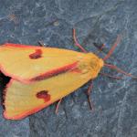 Diacrisia sannio - Koksijde ~ Hannecartduinen - 1000-soortendag - West-Vlaanderen 19-05-2018 ©Declercq Wim