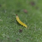 Digitivala arnicella - Valkruidmineermot