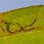 Digitivala arnicella - Valkruidmineermot