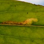 Digitivalva arnicella op Arnica montana (valkruid) - Fauvillers ~ Ruisseau de Geronval (Luxemburg) - 20-06-2020 ©Steve Wullaert 