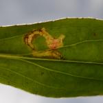 Digitivalva arnicella op Arnica montana (valkruid) - Fauvillers ~ Ruisseau de Geronval (Luxemburg) - 20-06-2020 ©Steve Wullaert 