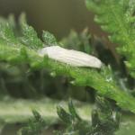 Bucculatrix cristatella - Nieuwpoort ~ De IJzermonding (West-Vlaanderen) - 04-07-2020 ©Wim Declercq