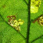 Ectoedemia rubivora Bramenblaasmijnmot
