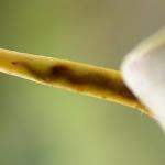 Ectoedemia hannoverella Populierenbladsteelmineermot