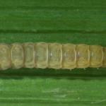 Elachista geminatella - Veldbiesmineermot