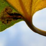 Ectoedemia argyropeza Espenbladsteelmineermot