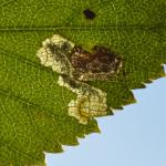 Ectoedemia minimella ~ Oud-Turnhout ~ Landschap de Liereman (Antwerpen) 22-09-2019 ©Steve Wullaert